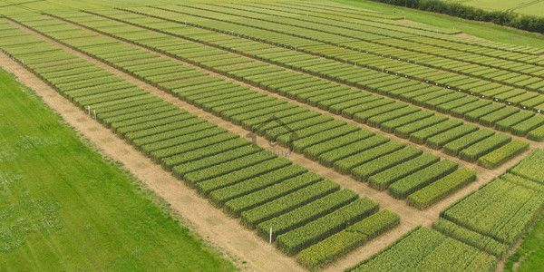 3 Kanal House For Sale