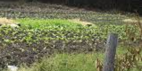 Residential Plot Is Available For Sale