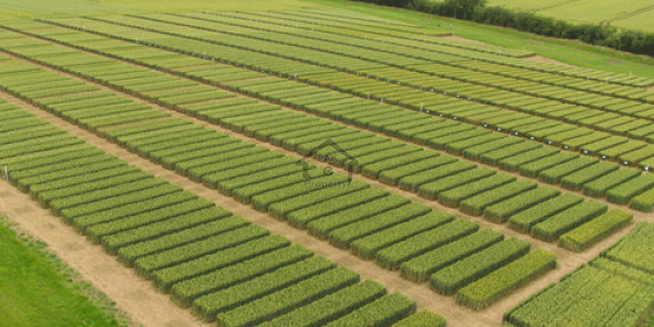 Kanal Residential Plot On 60 Feet Road