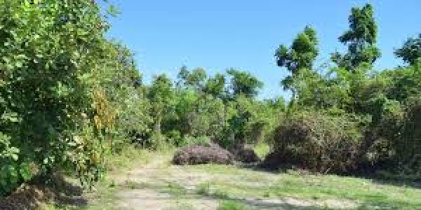 Pcsir Ph 2 Specialist 1 Kanal Plot Main 60ft Boulevard