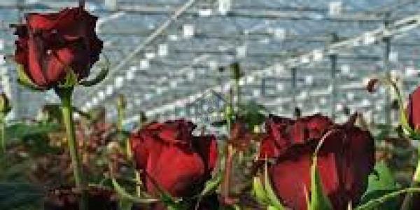 4 Kanal Beautiful Land For Farm House For Sale At Chakri Rawalpindi