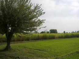 Bedian Road - Ideal Farm Houses Land 41 Marla IN LAHORE