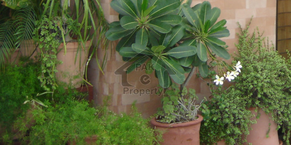 Upper Portion Is Available For Rent