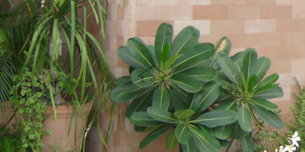 Allama Iqbal Town - 10 Marla House Is Available For Sale