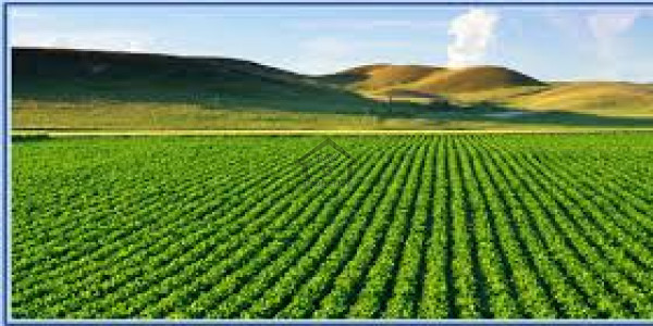 Shahpur Dam, 18 Kanal -Agricultural Land