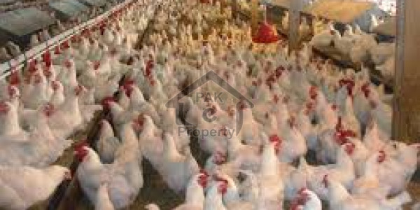 Poultry Farm Is Available For Sale