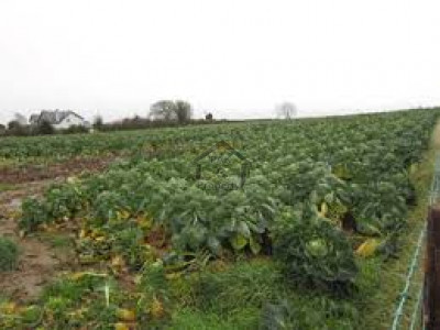 Chakri,300 Kanal Land For Sale