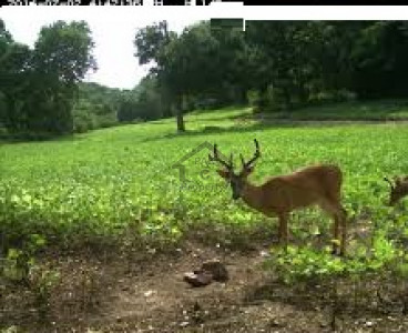 DHA Phase 2 - Sector C-1 Kanal-plot for sale in Islamabad