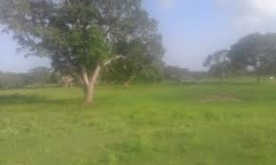 Bahria Town Phase 8 - Bahria Orchard,- 10 Marla - Pair Plot for sale.