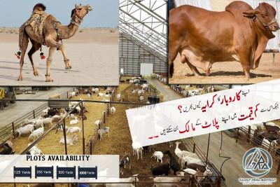 Farm house / Cattle Farm plot For Sale 1000 Sq yards