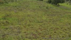 Residential Plot For Sale In I-11/1