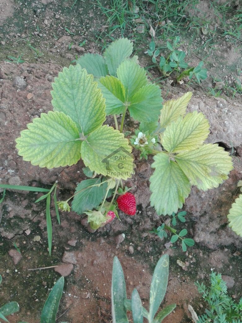 5 Kanal Beautiful Level Farm House - Pn Naval Farm House Islamabad For Sale