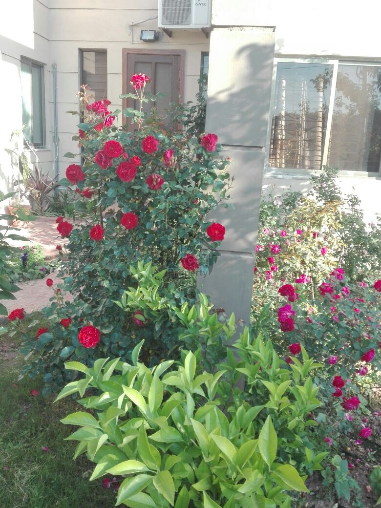 5 Kanal Beautiful Level Farm House - Pn Naval Farm House Islamabad For Sale
