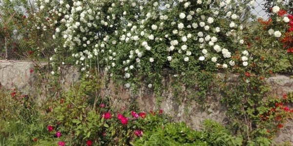 5 Kanal Beautiful Level Farm House - Pn Naval Farm House Islamabad For Sale