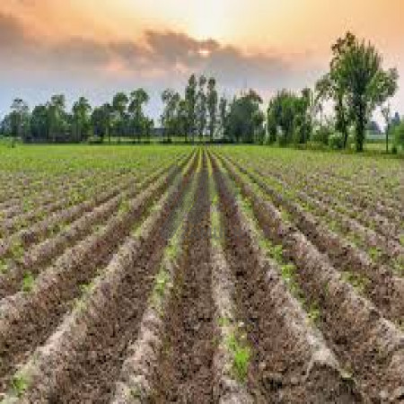 5 Marla Plot File For Sale In Jahman