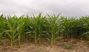 4 Kanal  Agricultural Land For Sale In Jahman