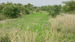 100 Kanals Agriculture Land for Sale Main Road with Water Dam in LAWA, District Talagang & Chakwal