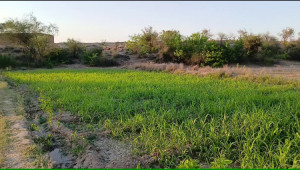200 Kanals Agriculture Land for Sale in Lawa, Talagang, Chakwal